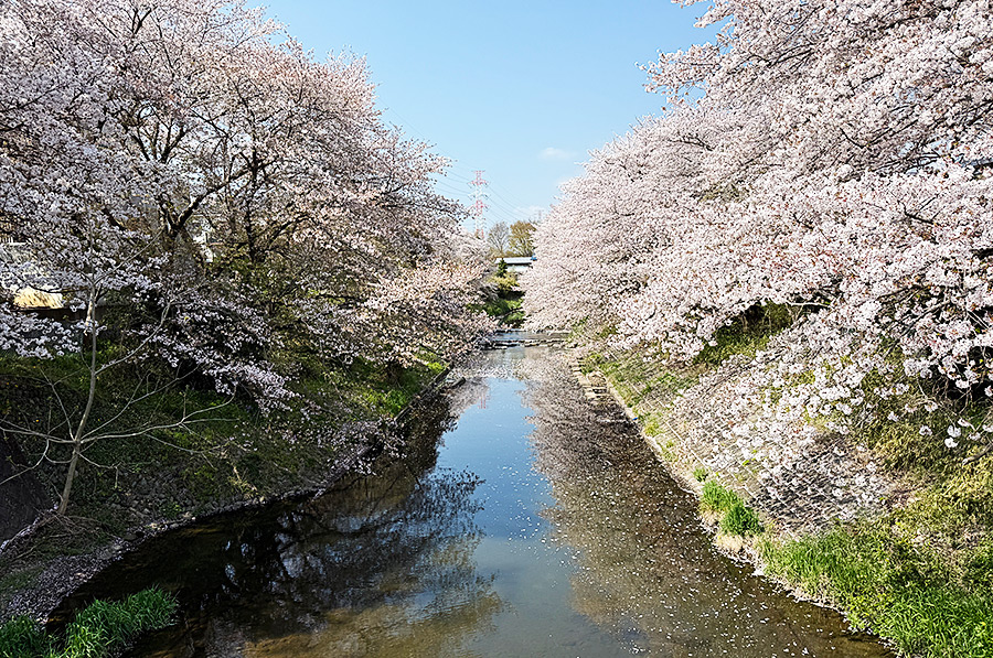 霞川の桜が美しい